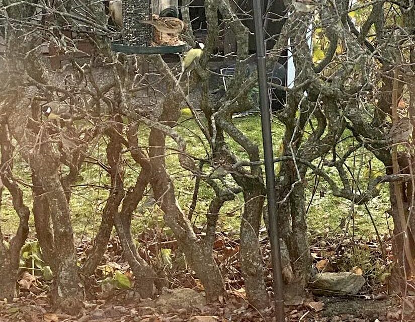 Jag är mer än vuxen nu